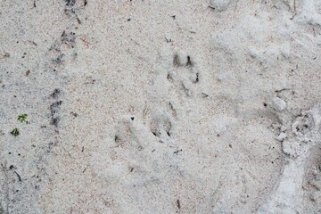 sand texture on the beach, background, animal footprints, dog legs footprints on the beach