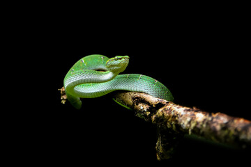 green tree python