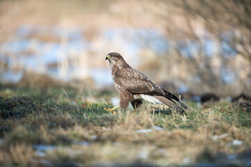 A buzzard walking on the shore of a pool