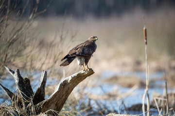 A buzzard sitting on a tree stump on the bank of a floodplain