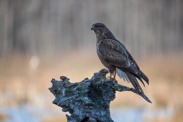 A buzzard on a stump in early spring