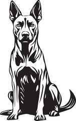 sitting belgian malinois dog