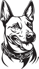 belgian malinois dog with collar