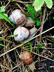 Three snails with brown and white shells crawling on the ground among green leaves and dry twigs. Capturing the natural habitat and behavior of snails, perfect for nature and wildlife themes.