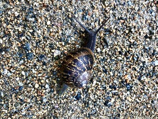 A close-up of a snail crawling on a rough, textured surface of mixed sand and small stones. The detailed shell patterns and extended antennae highlight the beauty of nature and slow life movement.