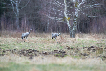 Cranes walking in a meadow in early spring