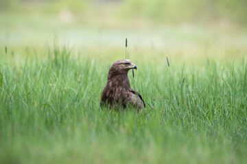 Lesser spotted eagle in the spring's lush greenery