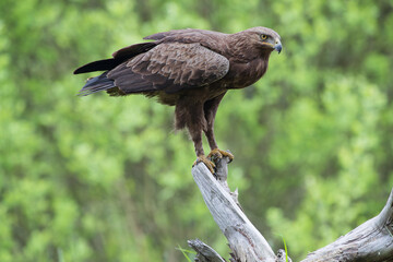 A menacing eagle on a branch against a green background