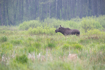 Landscape with a moose in green vegetation