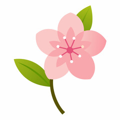 A beautiful cherry with pink color