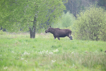 A moose in a green meadow next to a birch tree