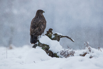 Buzzard sitting on a stump during snowfall