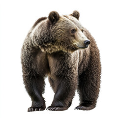 Fototapeta premium brown bear stands isolated on white background