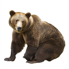 Fototapeta premium brown bear sits on white background, looking curious