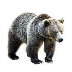 Fototapeta premium bear stands isolated on white background
