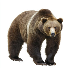 Fototapeta premium large brown bear stands isolated on white background