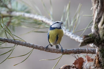 A blue tit on a branch looking up