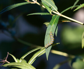 A monarch caterpillar crawls on some milkweed in Ontario, Canada.