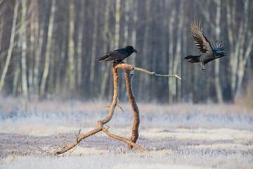 A raven on a twisted branch against the background of the forest