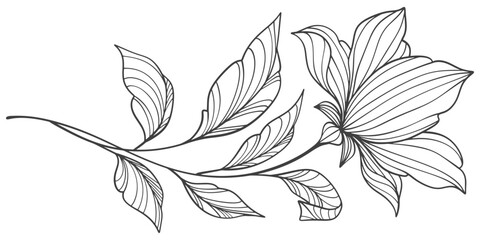 Line art floral botanical on transparent background vector. floral, flowers, leaves, foliage, branches in hand drawn. Floral element design