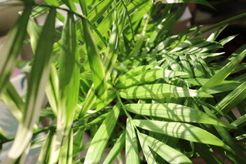 a fresh green leaf on the kokedama plant in the house, sun light around; closeup photo background; beautiful home grown flora design; natural patterns and fresh elements, wallpaper.