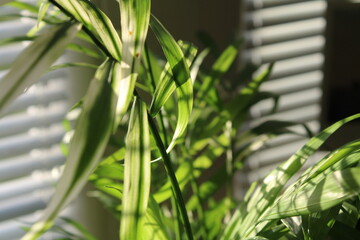 a fresh green leaf on the kokedama plant in the house, sun light around; closeup photo background; beautiful home grown flora design; natural patterns and fresh elements, wallpaper.