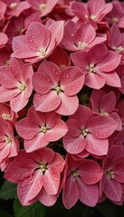 Fototapeta premium A close-up image of a vibrant, pink hydrangea flower bouquet with water droplets on petals, surrounded by green leaves, is set against a dark background, showcasing the beauty of nature