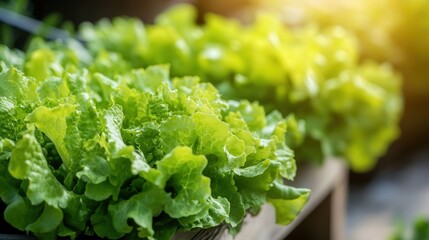 a lettuce field, showcasing rows of fresh, vibrant green plants flourishing under the sunlight in a perfect farming environment.