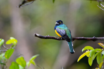 The gartered trogon, Trogon caligatus, known as the northern violaceous trogon