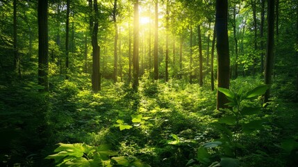 Fototapeta premium A dense forest with soft sunlight filtering through, vibrant green foliage, peaceful and serene vibe, ultra-realistic, high definition.