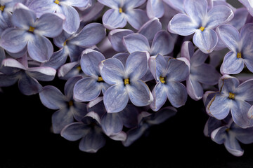 Delicate lilac flowers against a dark background. Elegant composition, highlighting the natural...