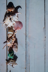 A composition of shells in the shade against a white wood background in a rustic style, showing coastal elements and a summer atmosphere.
