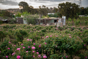 The beauty of roses in the rose garden in Taif city Saudi Arabia.