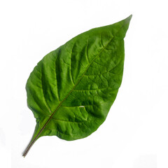green scotch bonnet pepper leaf isolated on white