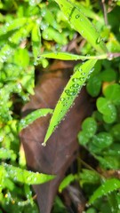 dewdrops on the green grass