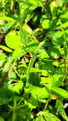 dewdrops on the green grass