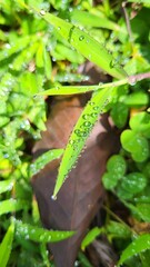 dewdrops on the green grass