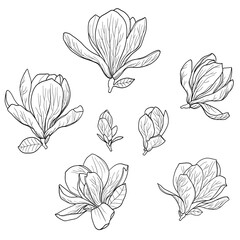 Line art magnolia flowers isolated clip art, elegant outline drawing, wedding invitation flower © Xeniya