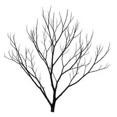Fototapeta premium Dry branches, white background