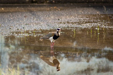 A black-crowned lapwing (Vanellus vanellus) in Venezuela