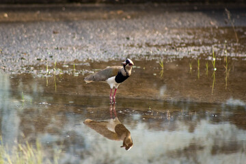 A black-crowned lapwing (Vanellus vanellus) in Venezuela