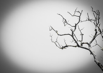 dry tree branches in black and white photo, dark theme