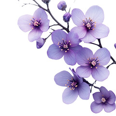 A branch of purple flowers on a white background.