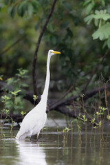 The great egret, Ardea alba, also the great white egret or great white heron
