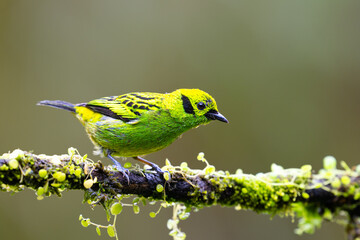 Tangara icterocephala, The silver throated tanager is species of passerine bird