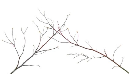 Delicate, bare branches isolated against a pure white backdrop, minimalist, branch