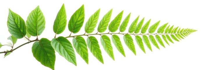 Obraz premium Leafy branch with ferns isolated in white space, leafy, foliage, green