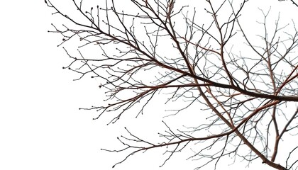 Obraz premium Intricate, bare branches isolated against a pure white backdrop, high resolution, macro