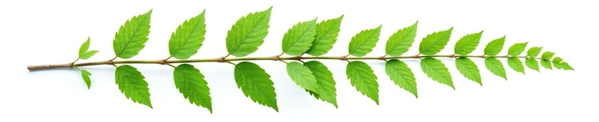 Fototapeta premium Leafy branch with ferns isolated on white background, green, leaves