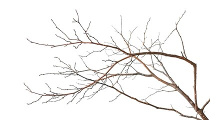 Isolated bare branches against pure white backdrop, showing intricate textures and shapes, design, natural